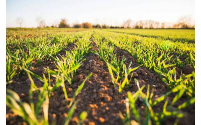 Agricoltura - Piantine