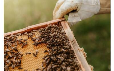 Apicoltura - Foto Bianca Ackermann su Unsplash