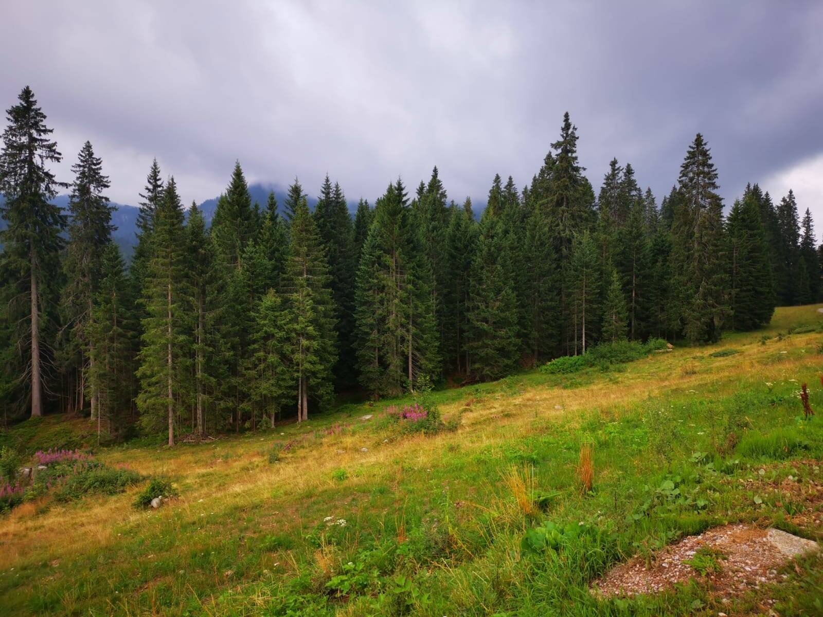 Alberi, Bosco