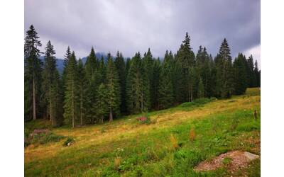 Alberi, Bosco
