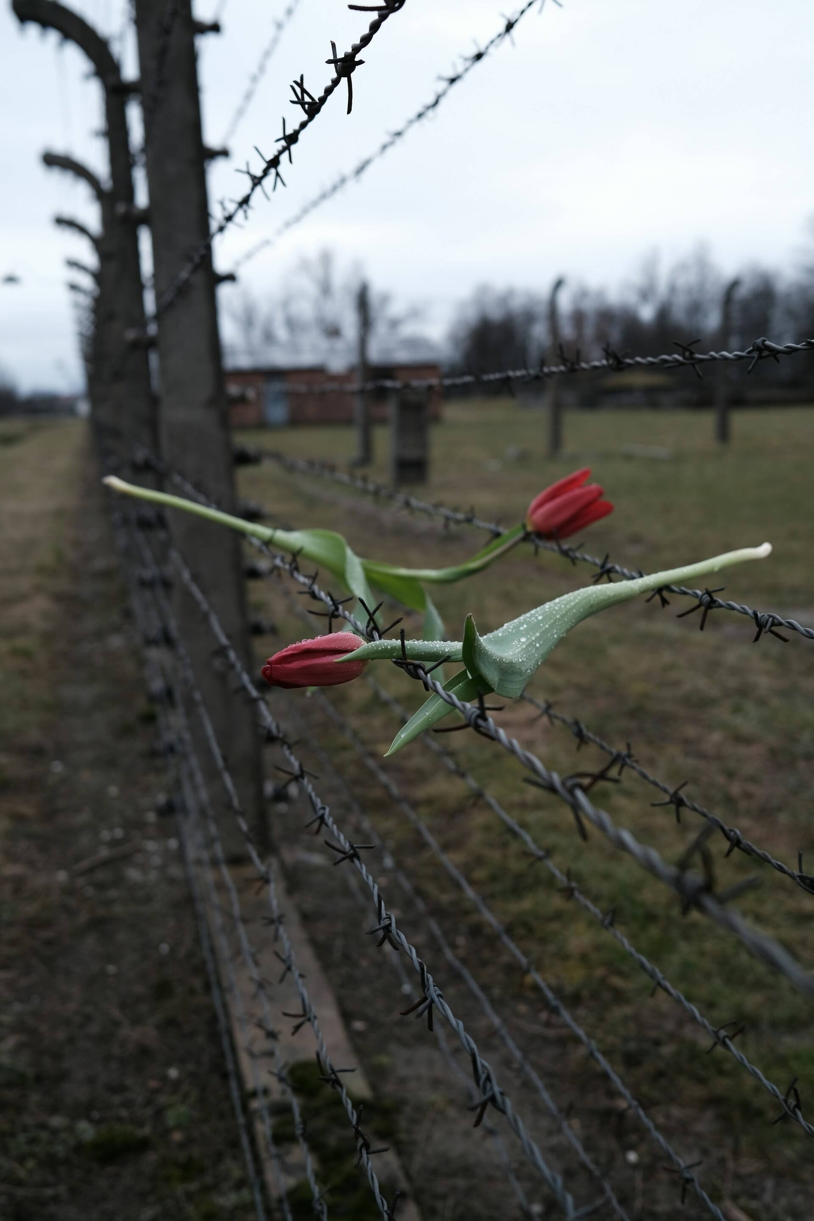 Auschwitz-Birkenau, filo spinato, fiore