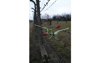 Auschwitz-Birkenau, filo spinato, fiore