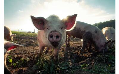 Maiale - Peste suina africana