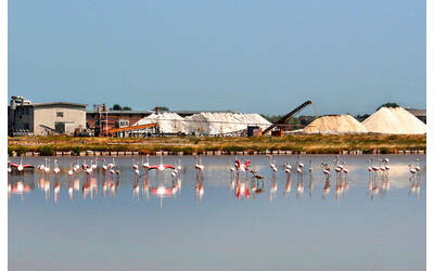 Immagine: Saline di Cervia