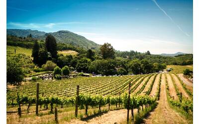 Vigneti